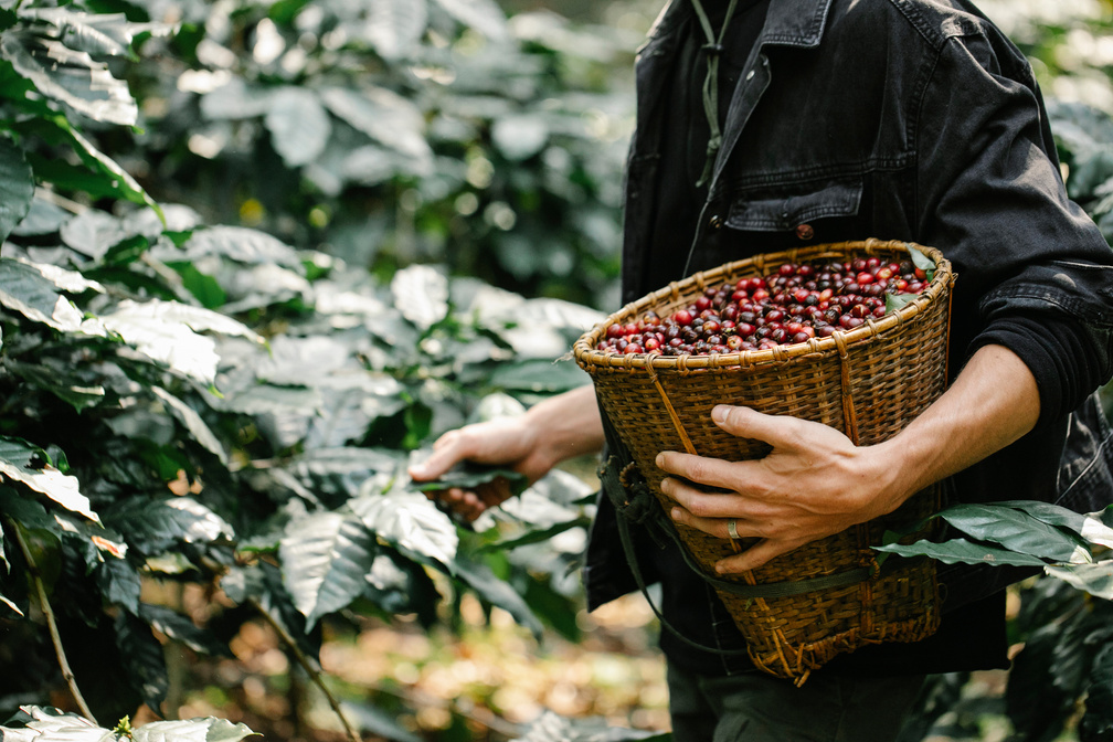 Unrecognizable man picking coffee berries in basket